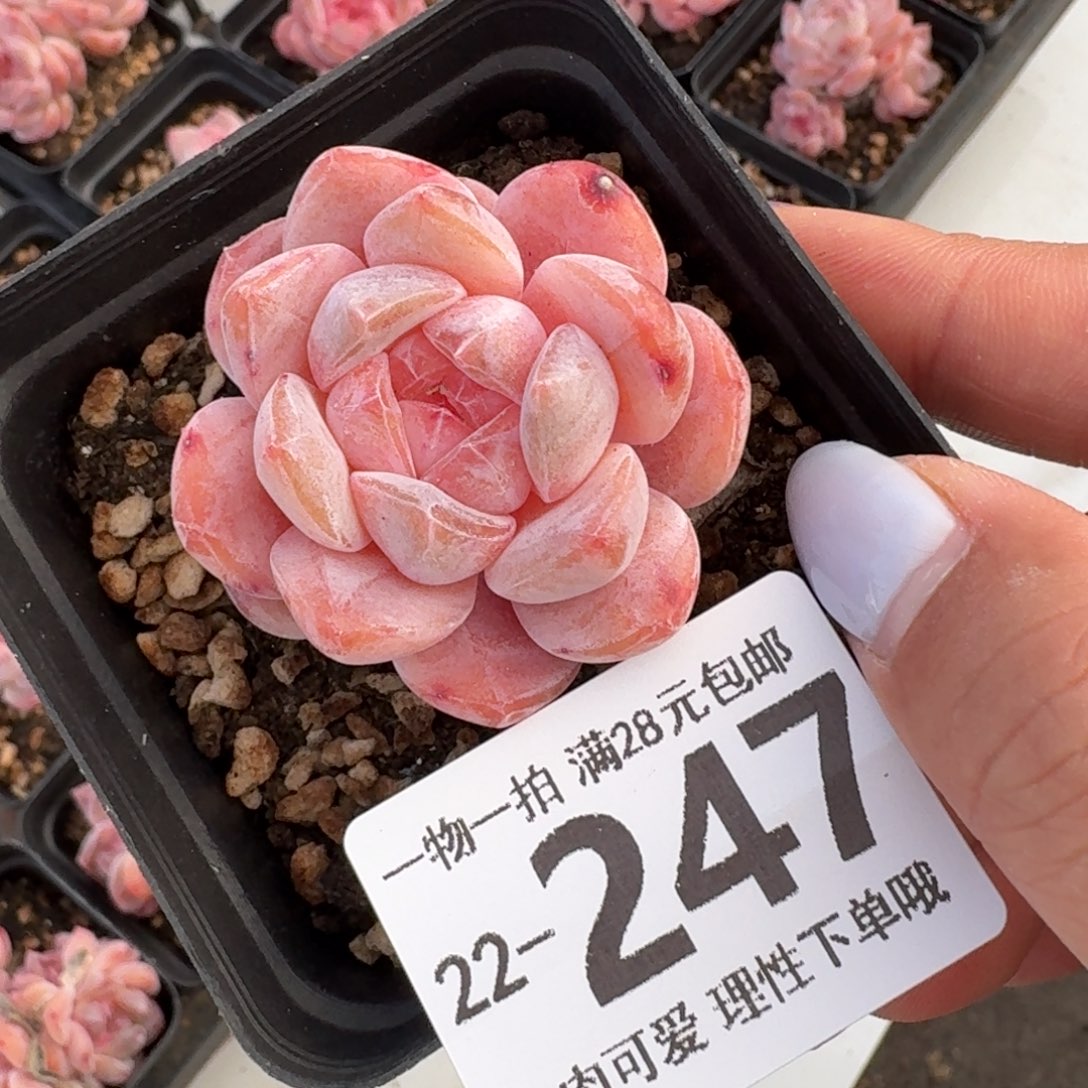 黛玉无盆土发货无