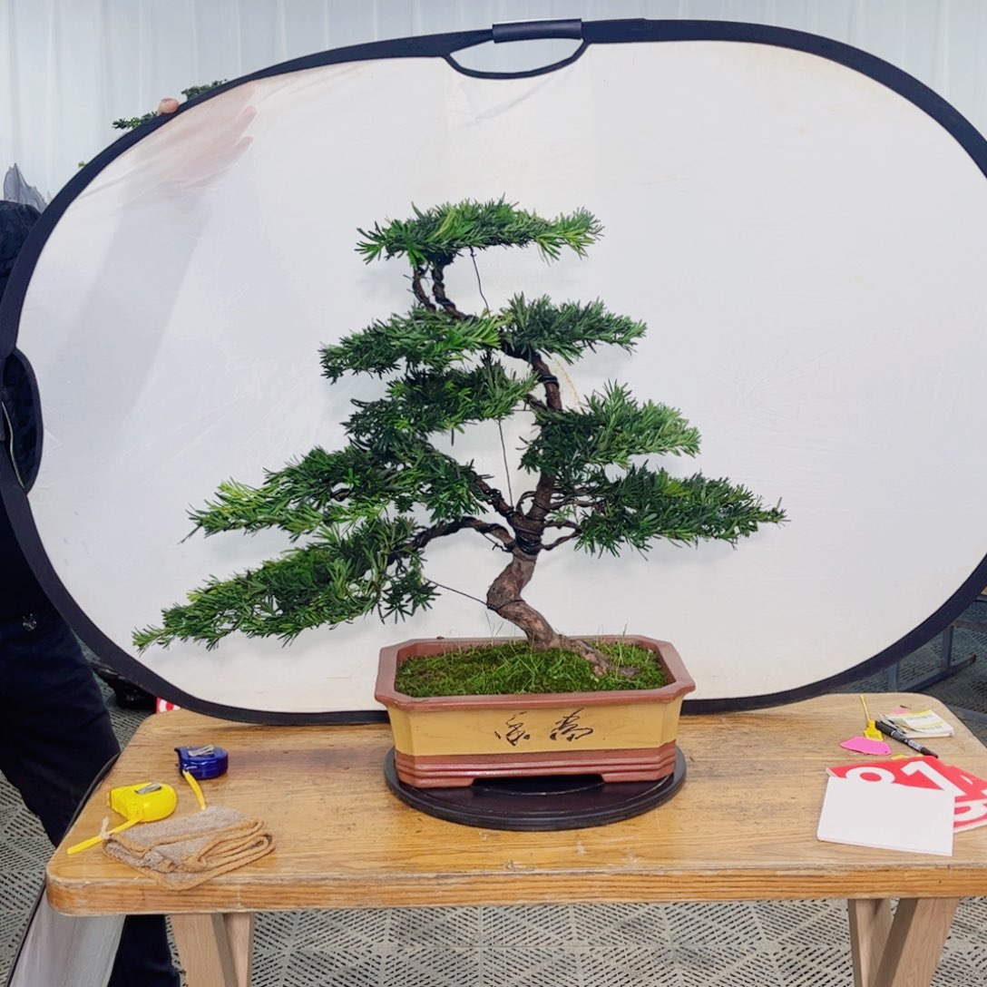 罗汉松盆景艺术作品欣赏