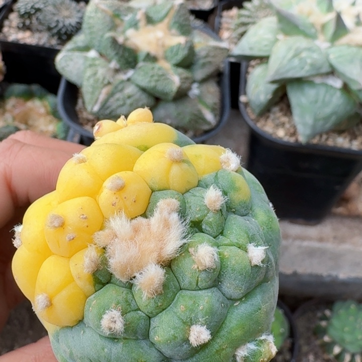 192苗接五棱皱油仙锦仙人球