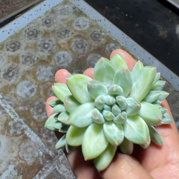 青花瓷新号福利价