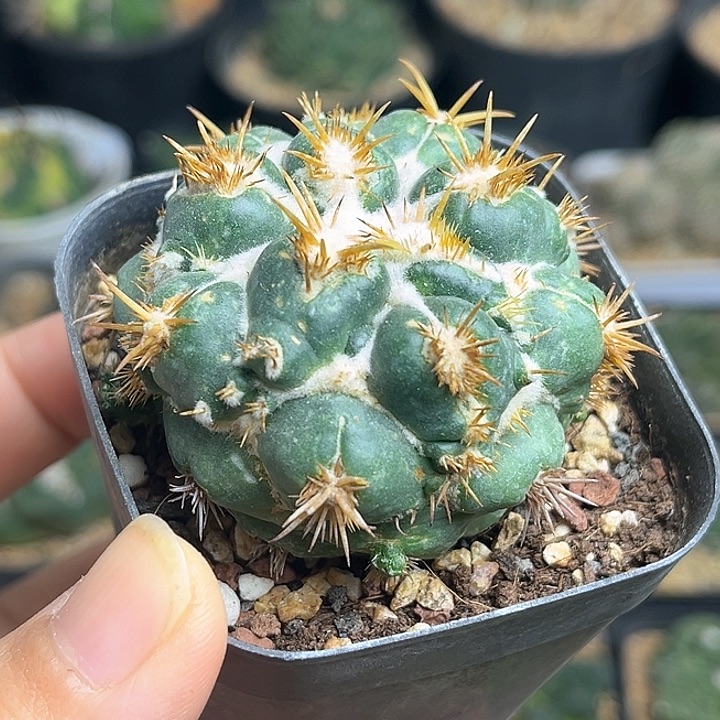 5公分刺缀象牙丸一颗自根