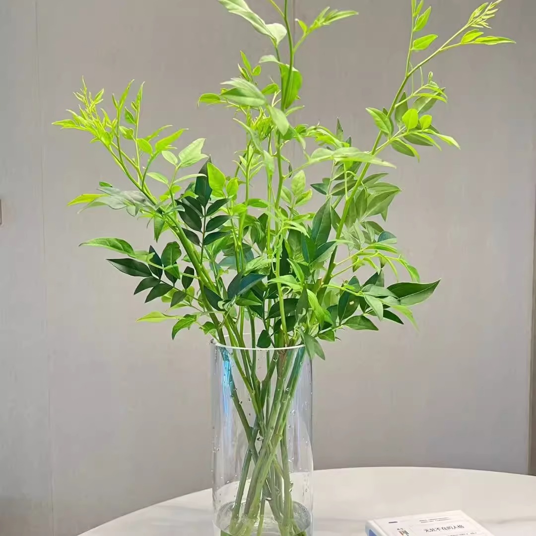九星叶 配草配花 云南基地直供 家居生活鲜花配叶 瓶插花