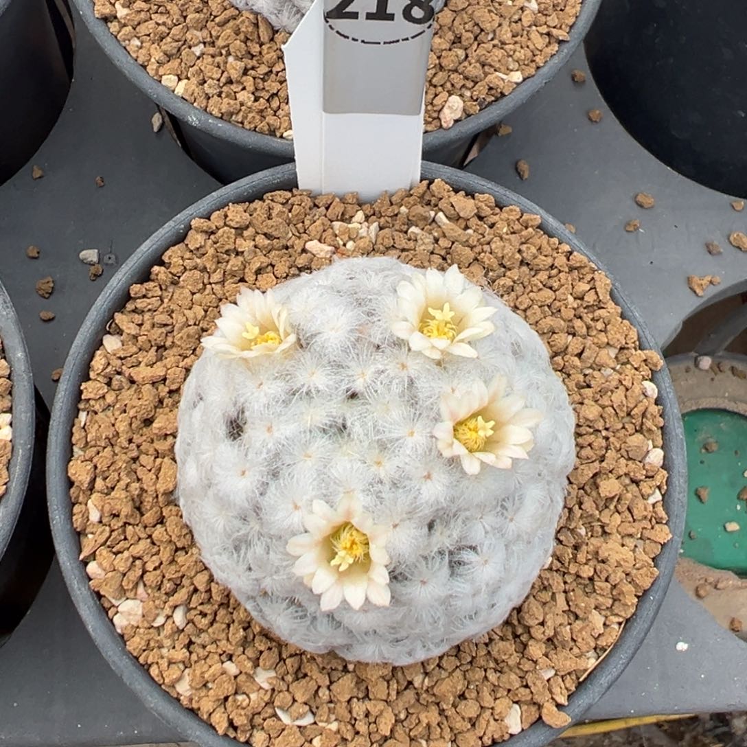 仏头白星多肉植物带盆土218