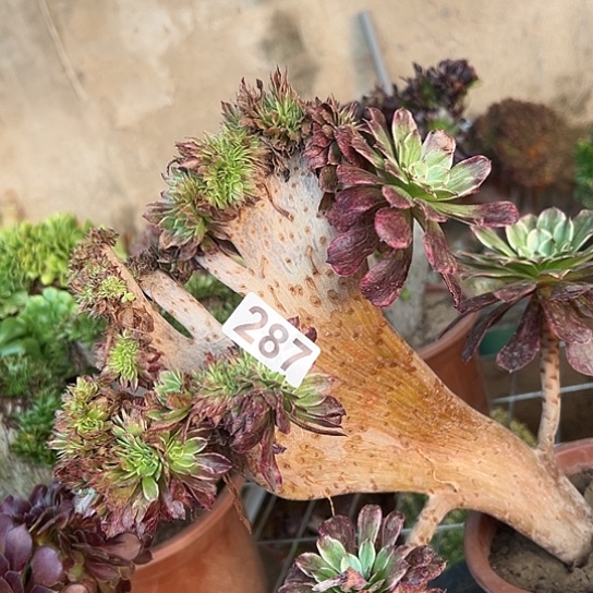 宽***食多肉植物一个彩膜287