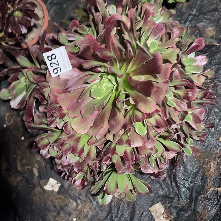 台***娟928蓝公主法师3-17