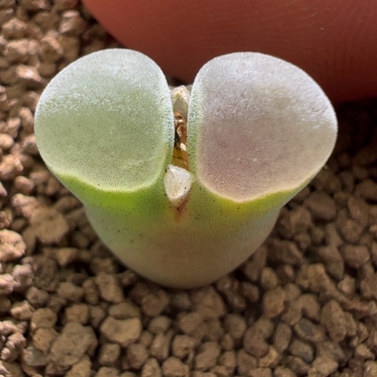 鸳鸯窗2151四年一颗777