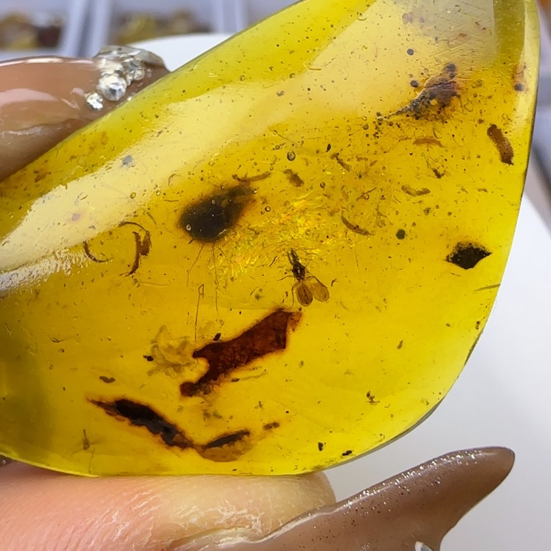 琥珀裸石未镶嵌蝽