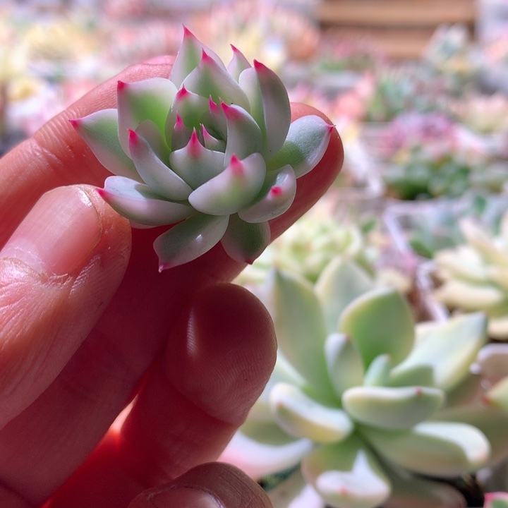 吉娃娃覆轮锦砍头