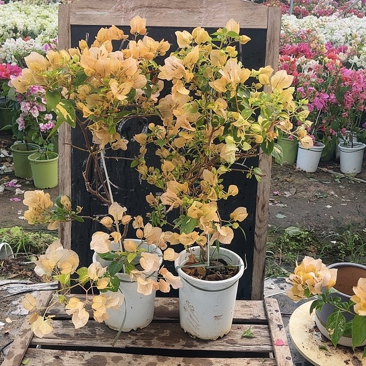 完全开放三角梅金心黄白