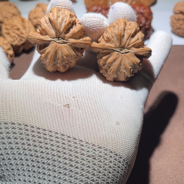 苦****精品白狮子三角白
