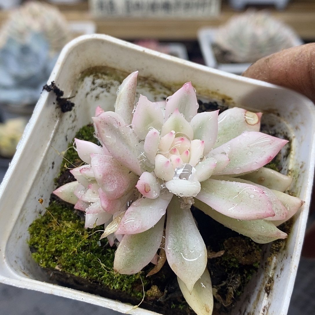 06140 红酒宽覆轮锦双头