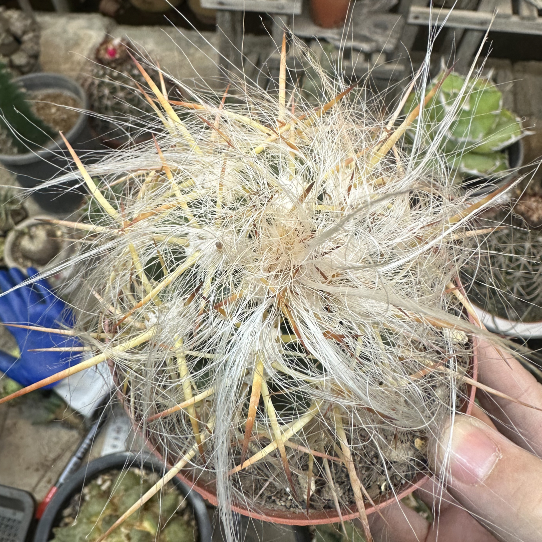 仙人球直播综合链接恐龙蛋