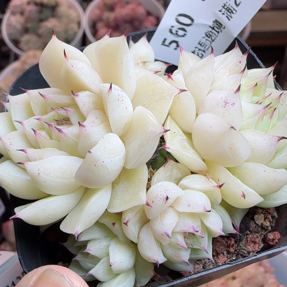 花语逸镜0313-560散