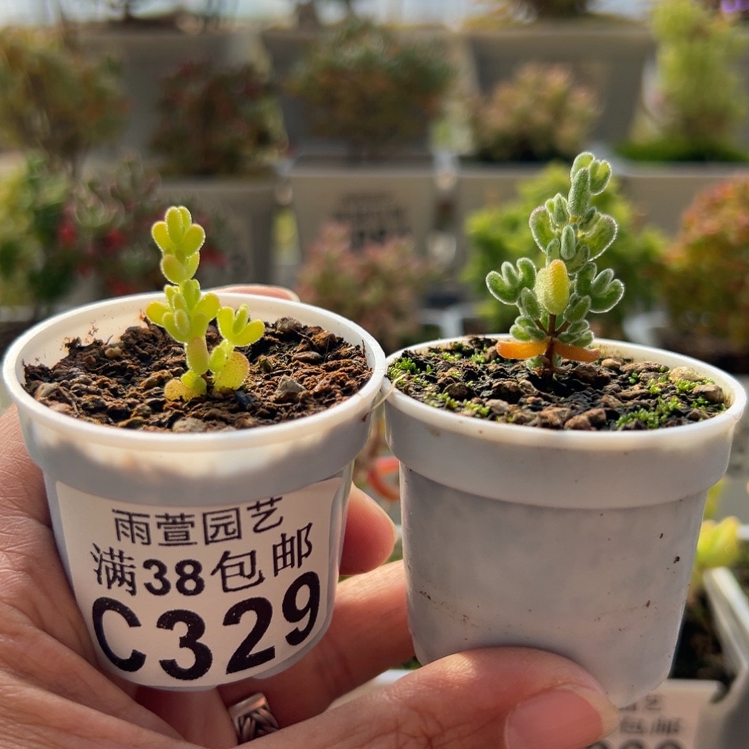 10-329枝干番杏多肉迷你型莱斯锦+乐曲五圆盆