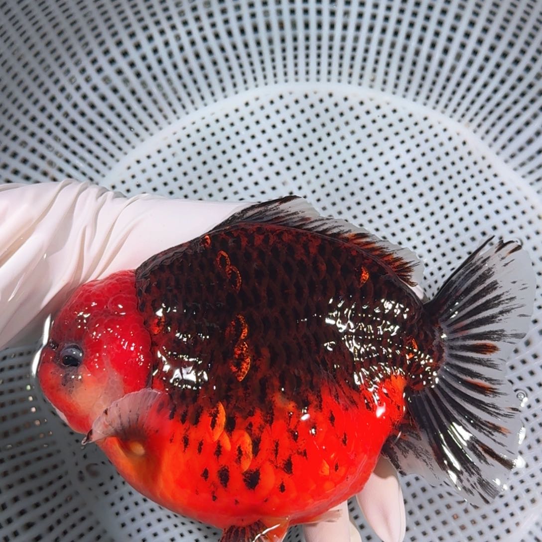 金鱼类不分公母15