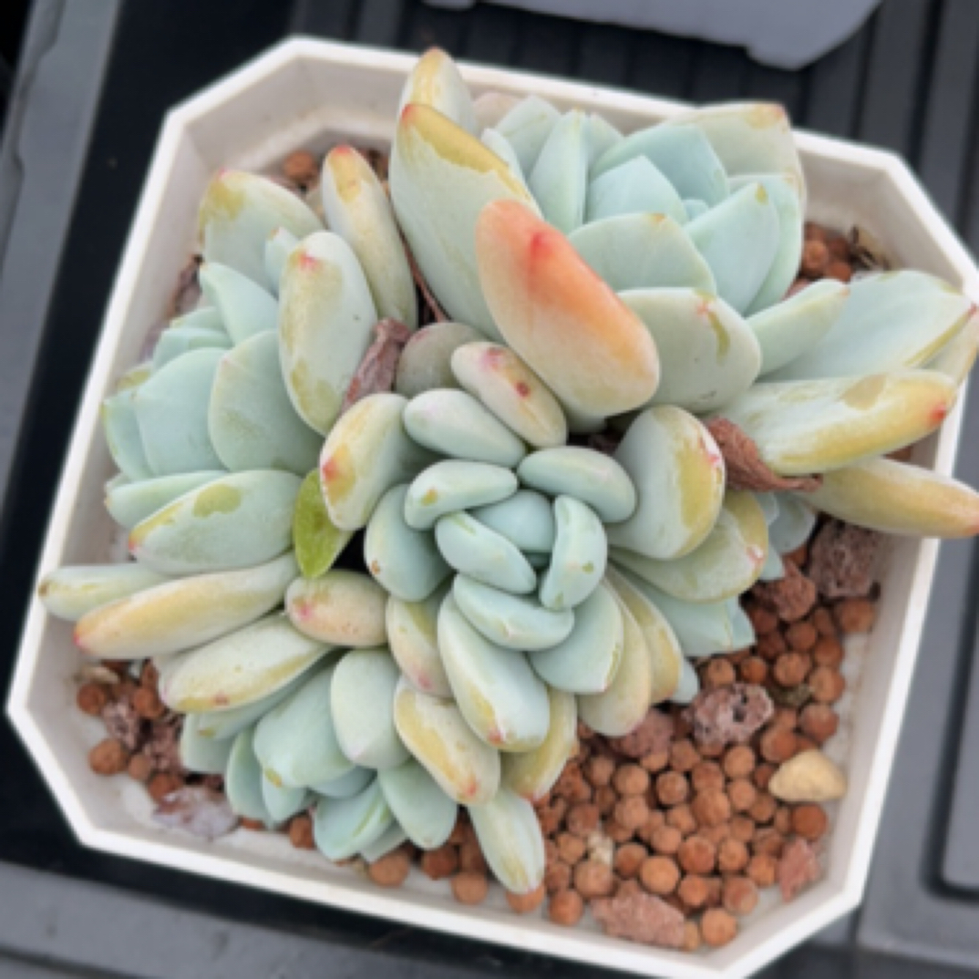  多肉以直播间展示为准！ 自己截图！