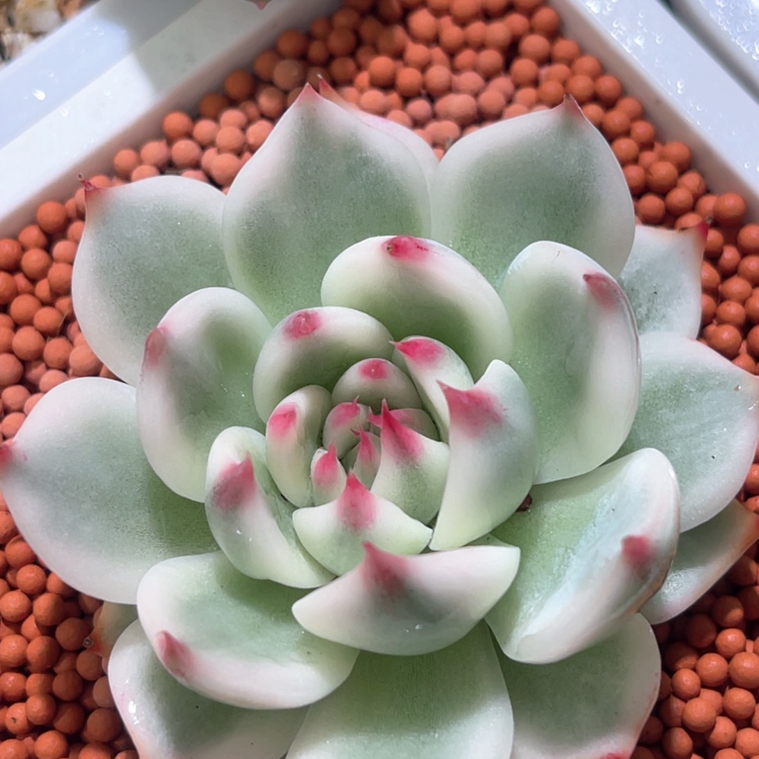 多肉特价控养吉娃娃锦