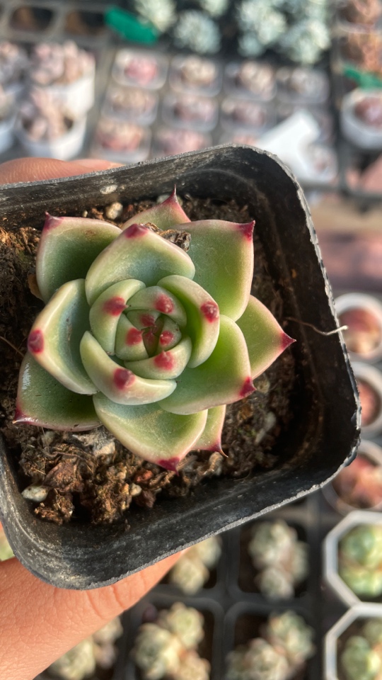 精品蓝龙多肉植物