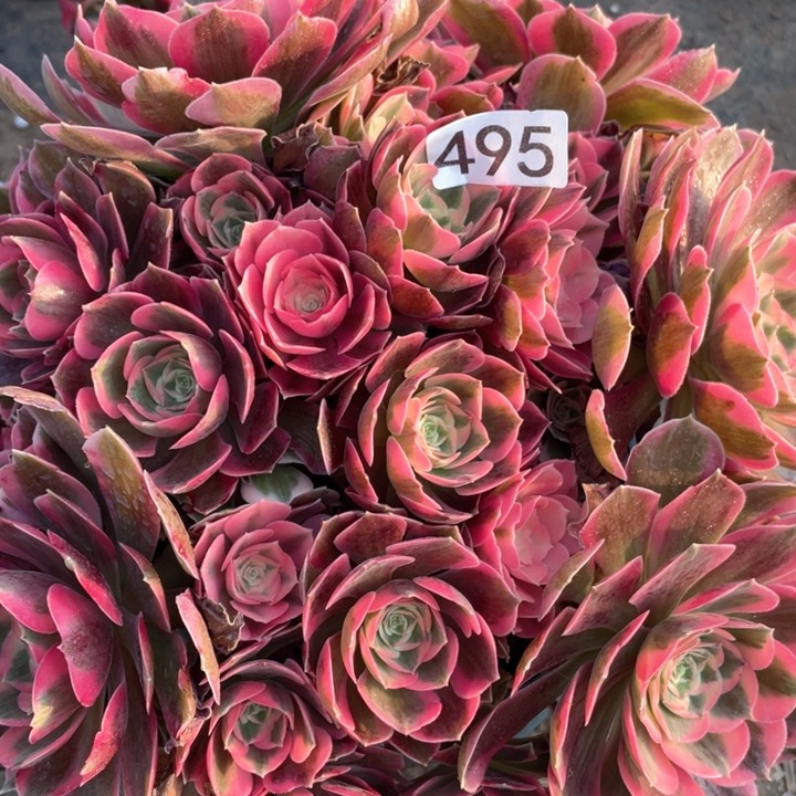 495多肉植物妖月