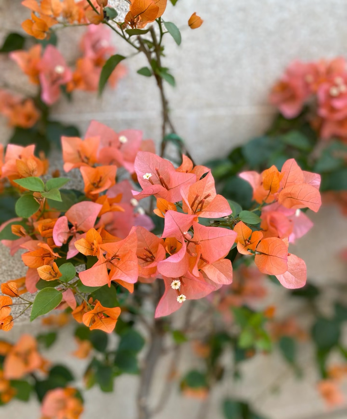 野植【21单盆一物一拍】掉花落叶甚至光杆正常介意慎拍带盆三角梅！