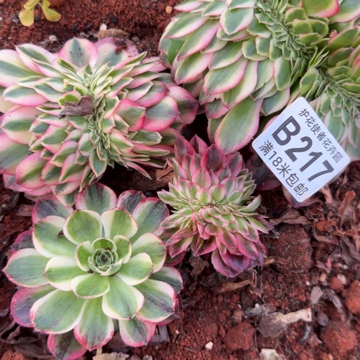 多肉法师淘宝福利