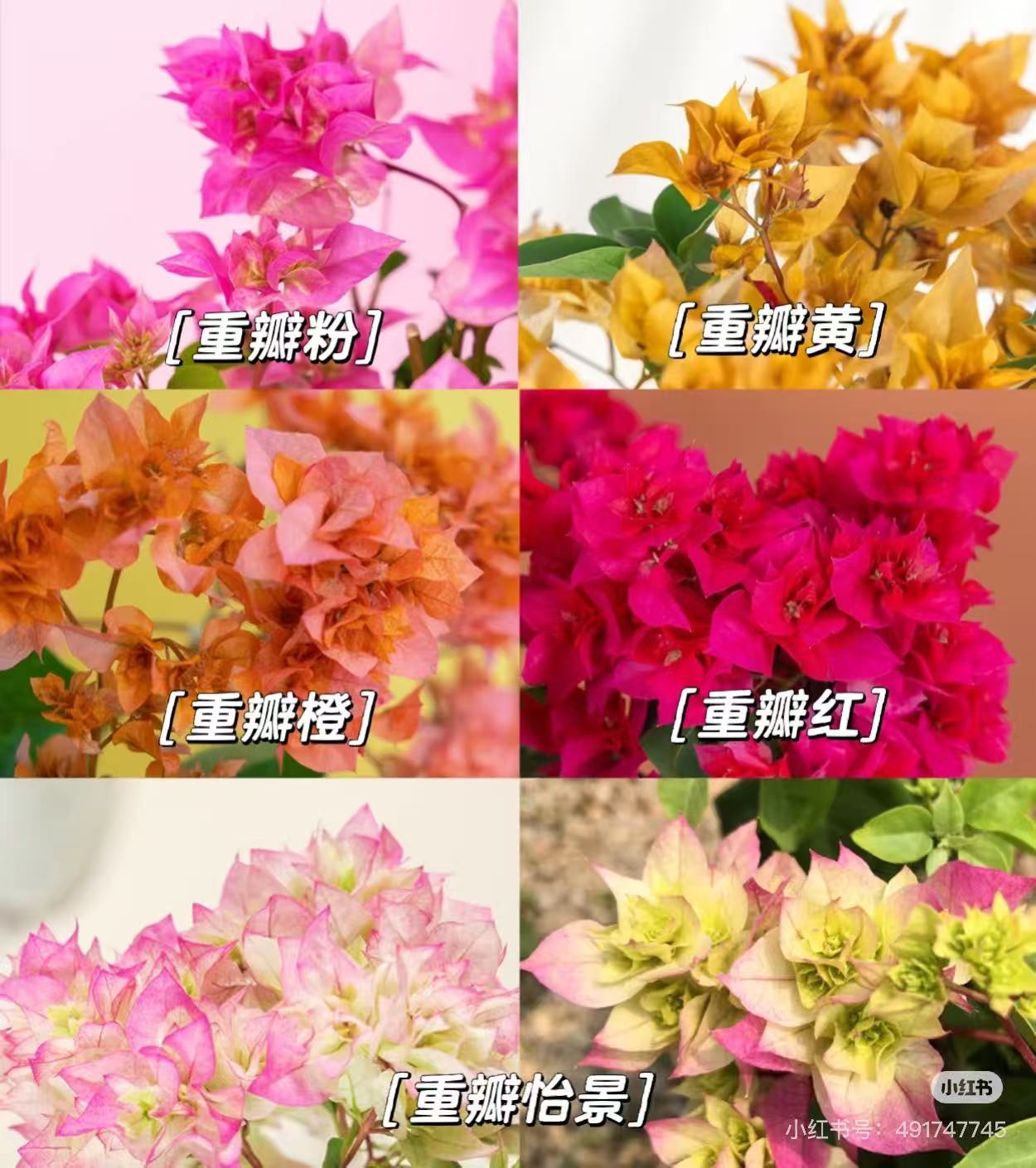 三角梅【重瓣系列】运输不易掉花