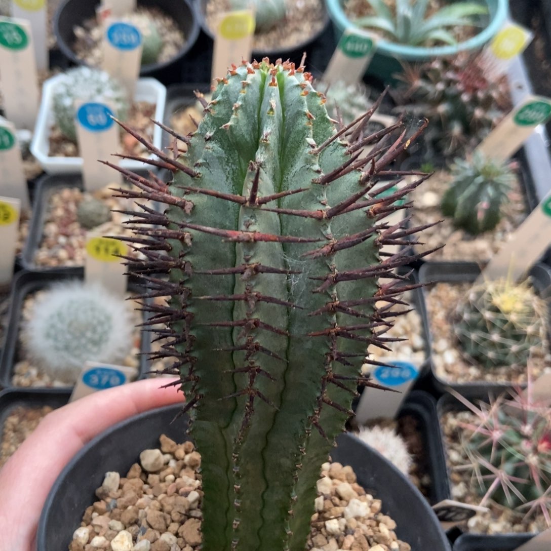 实生狼牙棒白衣魁伟5cm