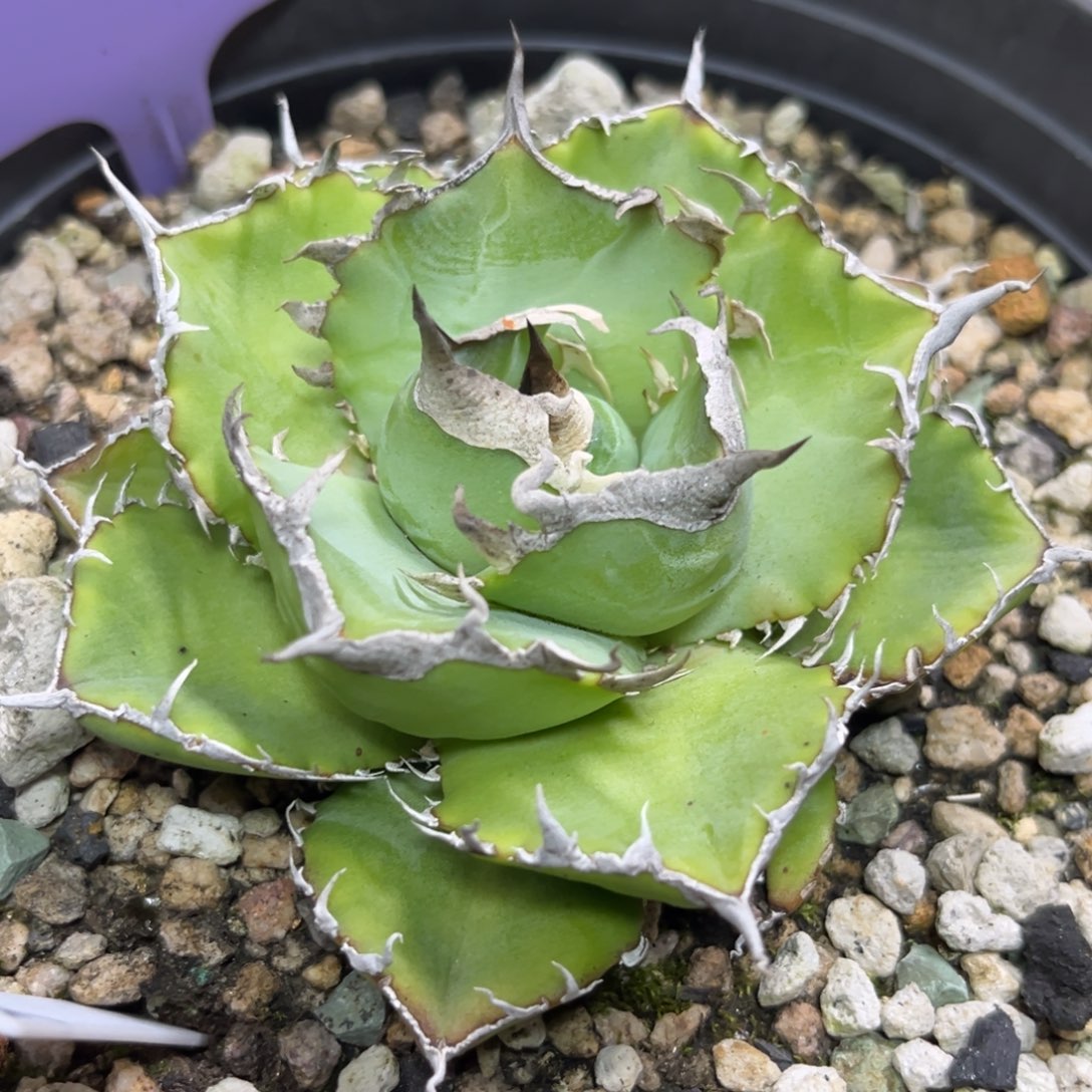 E***0龙舌兰仁王冠籽播 脱土发货