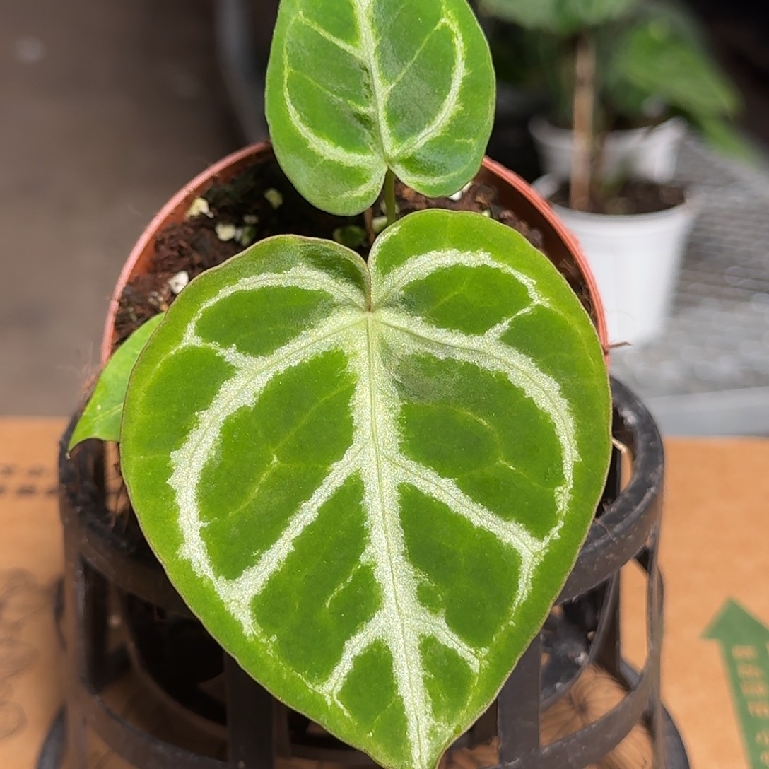 完全开放E02开播福利