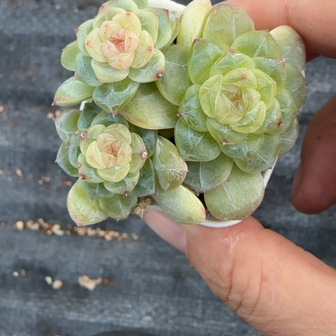 竹马三头盆一个4床满25包邮