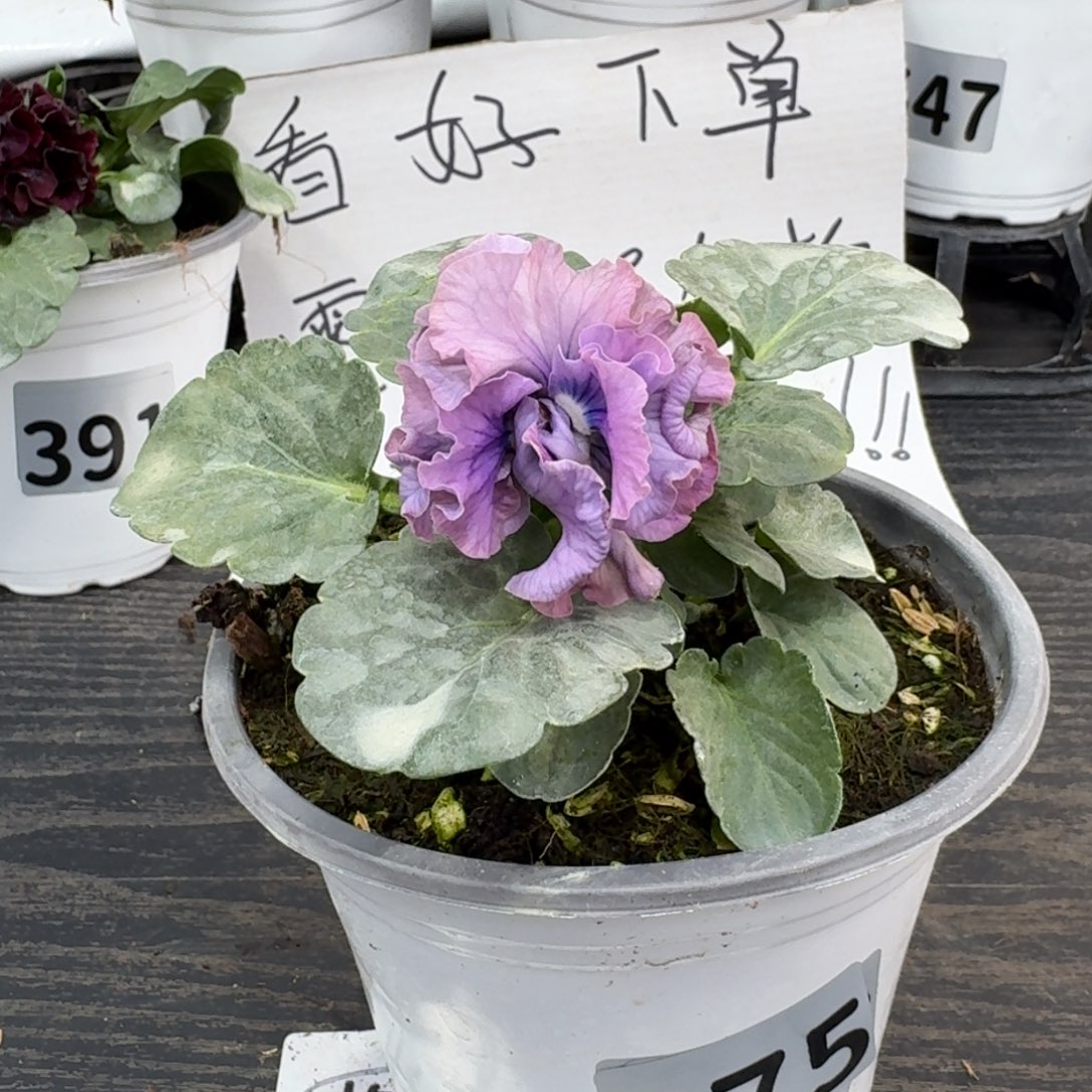 全部花朵675号洛可可