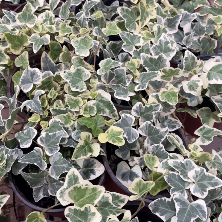 全部花苞雪莹1盆啊