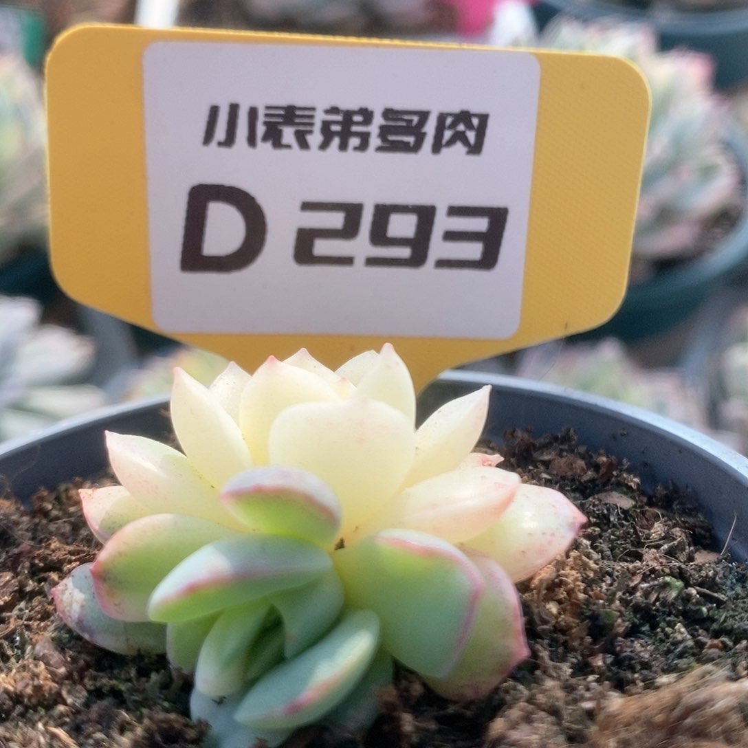 293雨燕座锦锦锦锦锦锦锦