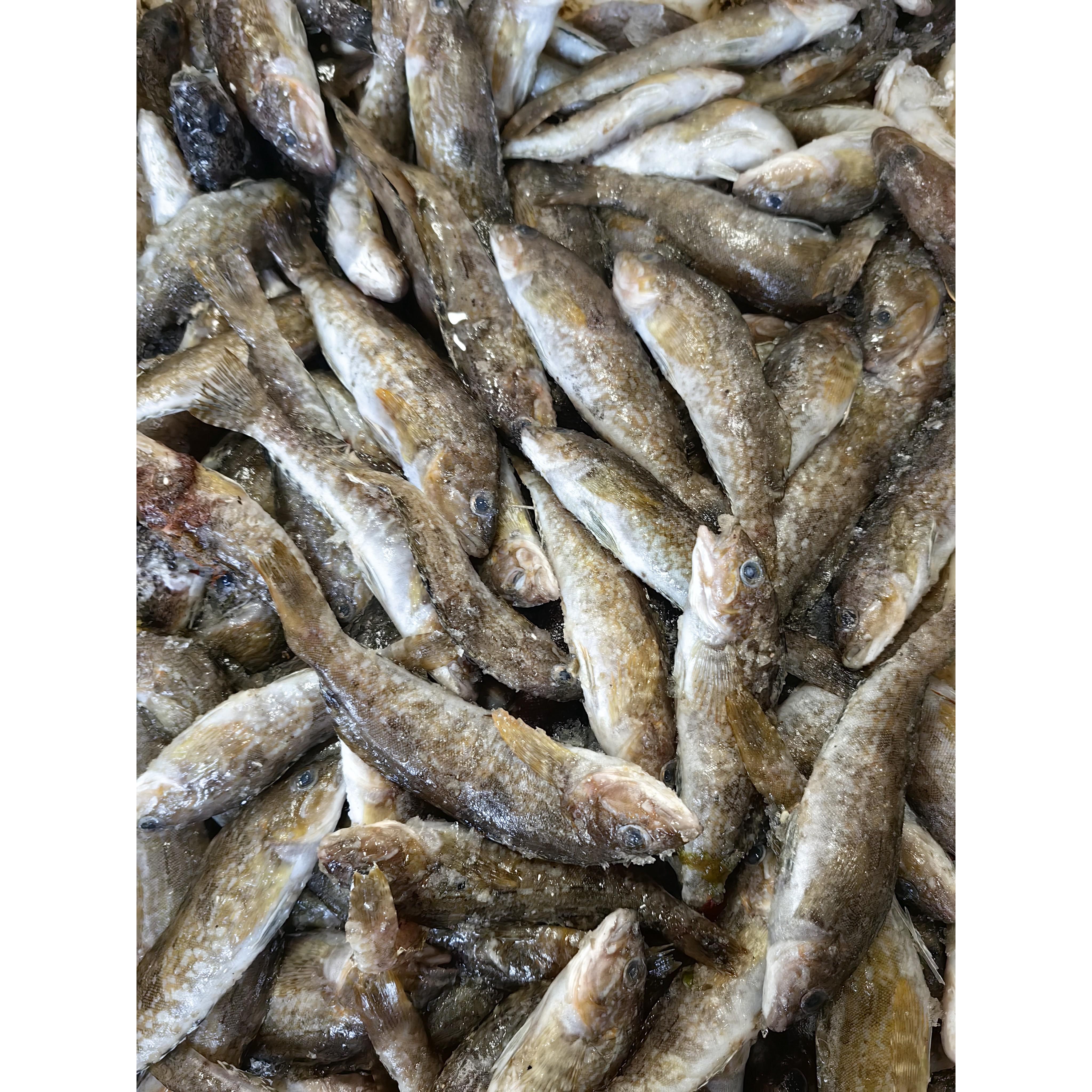 渤海湾野生黄鱼细鳞鱼（野生鱼有大有小一斤10-12条）