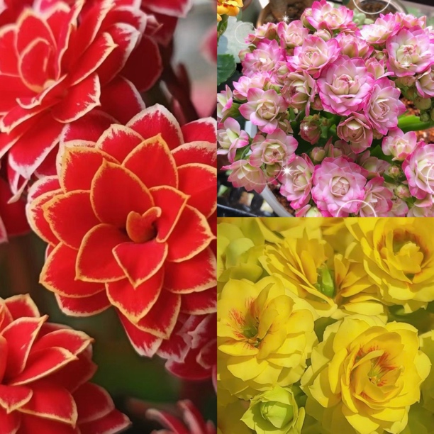 定制三色混盆150盆长寿盆栽花（金丝带+璎珞+青苹果）