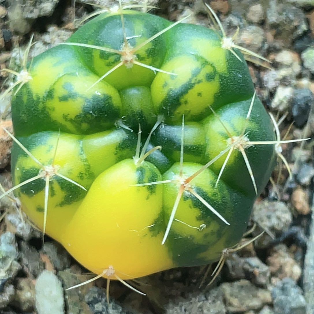 实生根系，海王锦