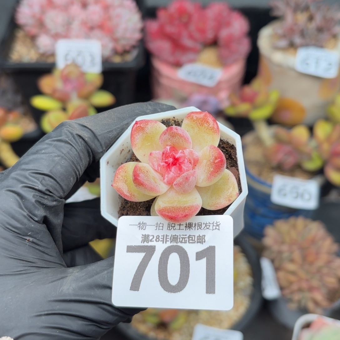 碧焰单头无盆土发货