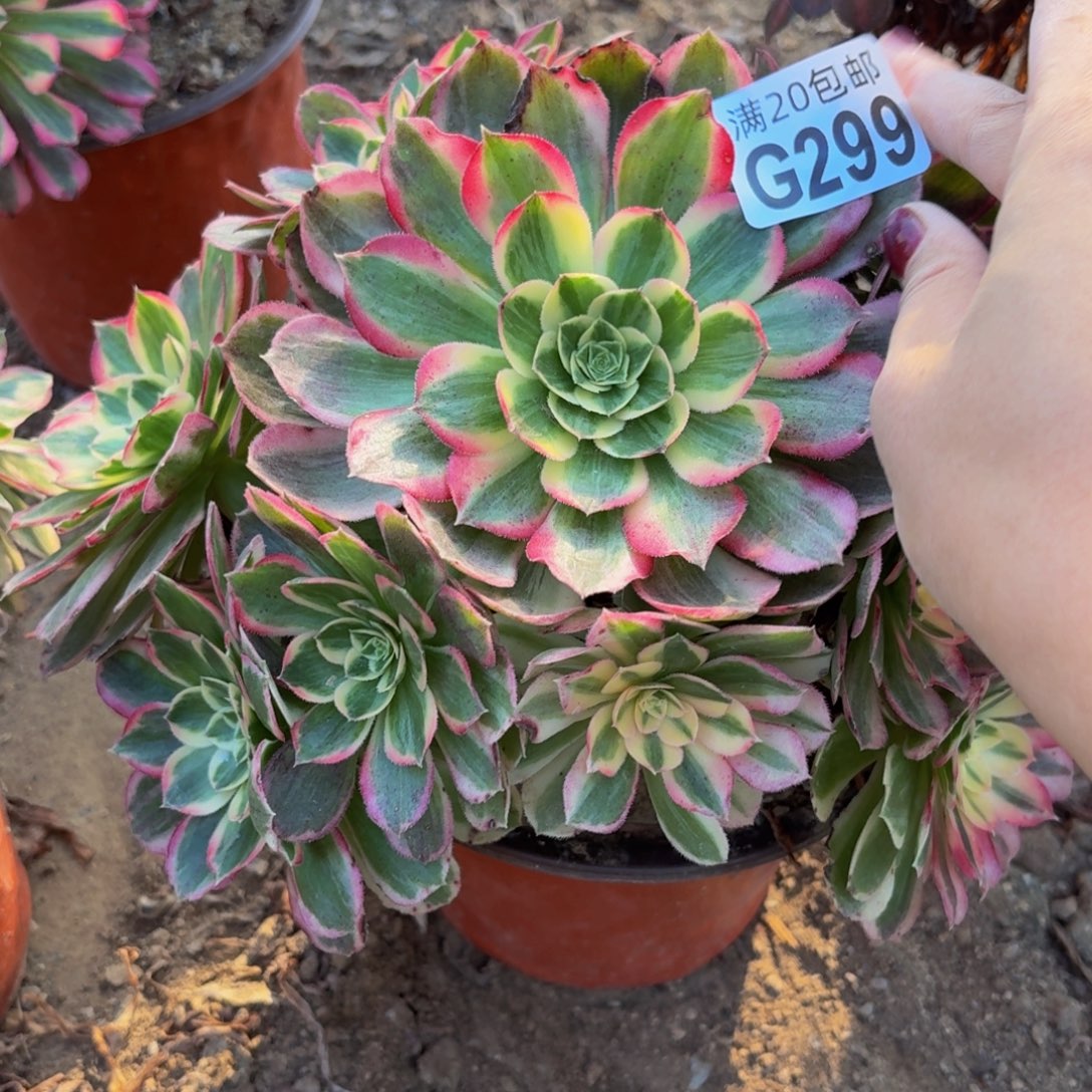 299多肉植物捧花的时候