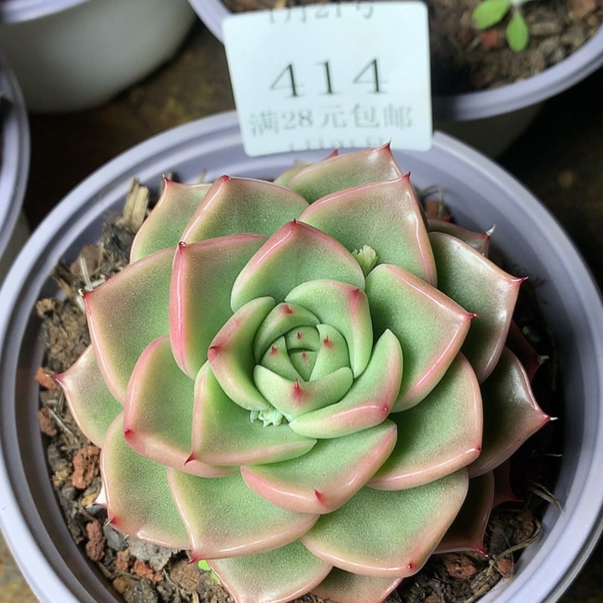 【闪购商品】云414