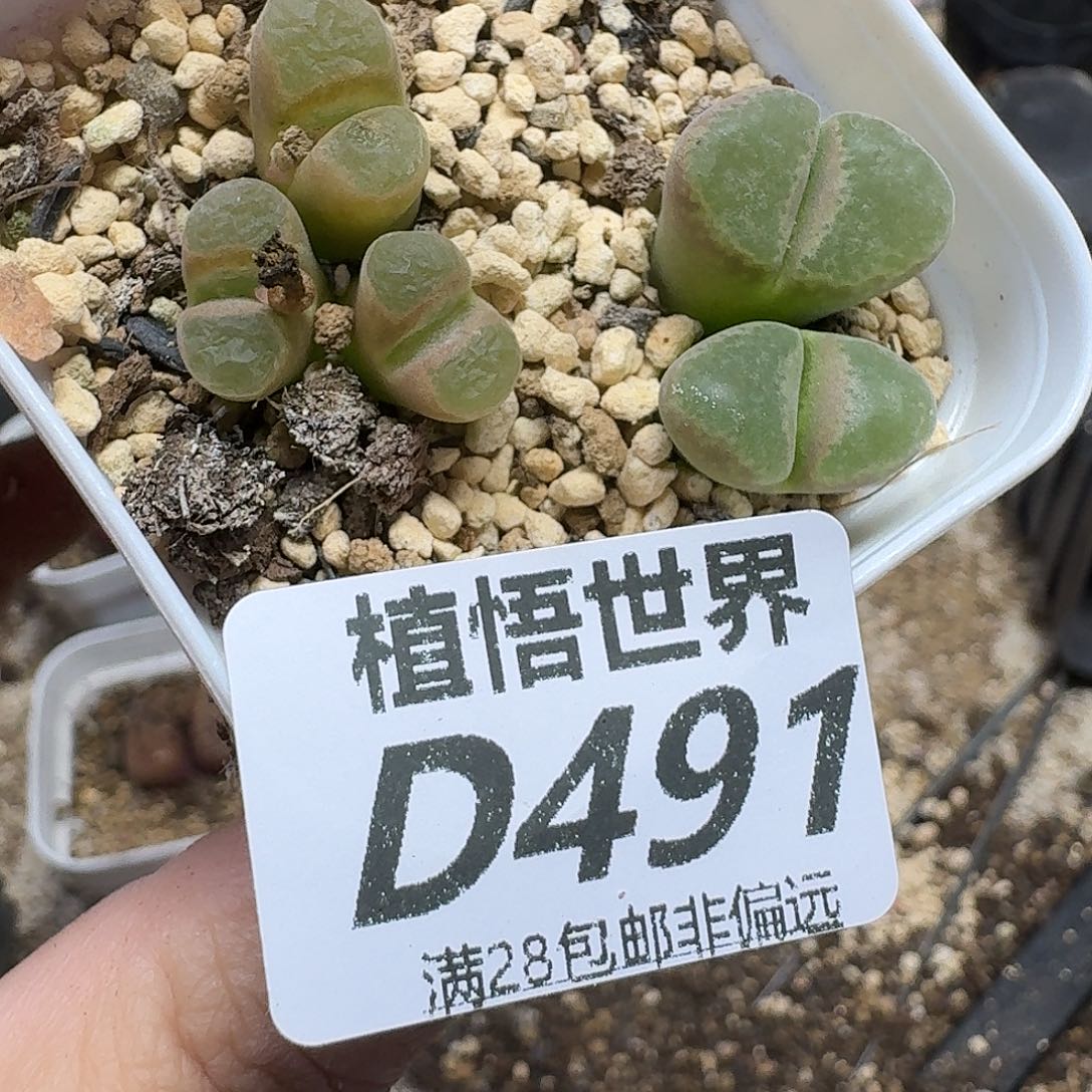 多肉植物的人生fgb