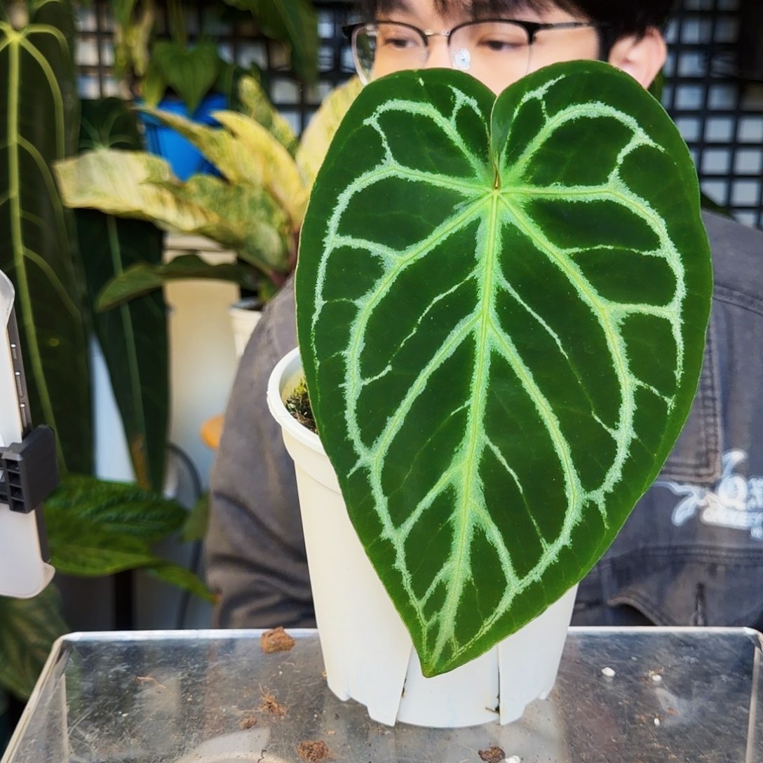 完全开放K131 华丽银杂超级银