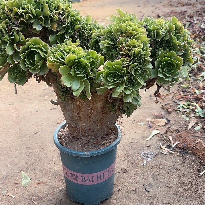 红陶哈哈哈哈哈哈哈哈