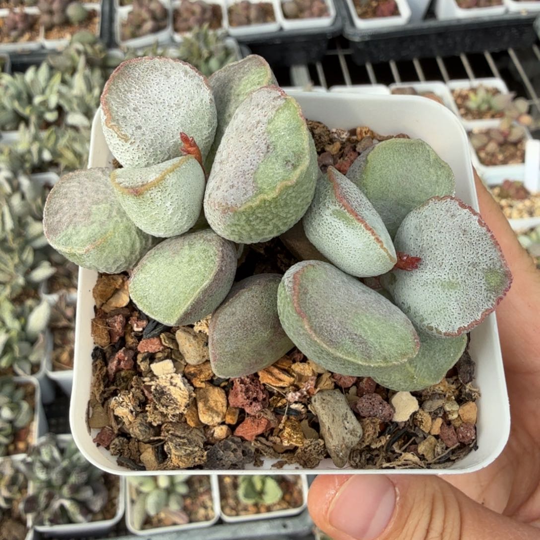 戴安娜老桩 一物一拍