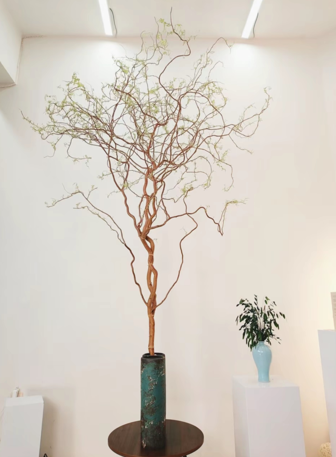 【金丝楠藤树】2026年【春节】爆款·家居软装布景好养活水培绿植（合）