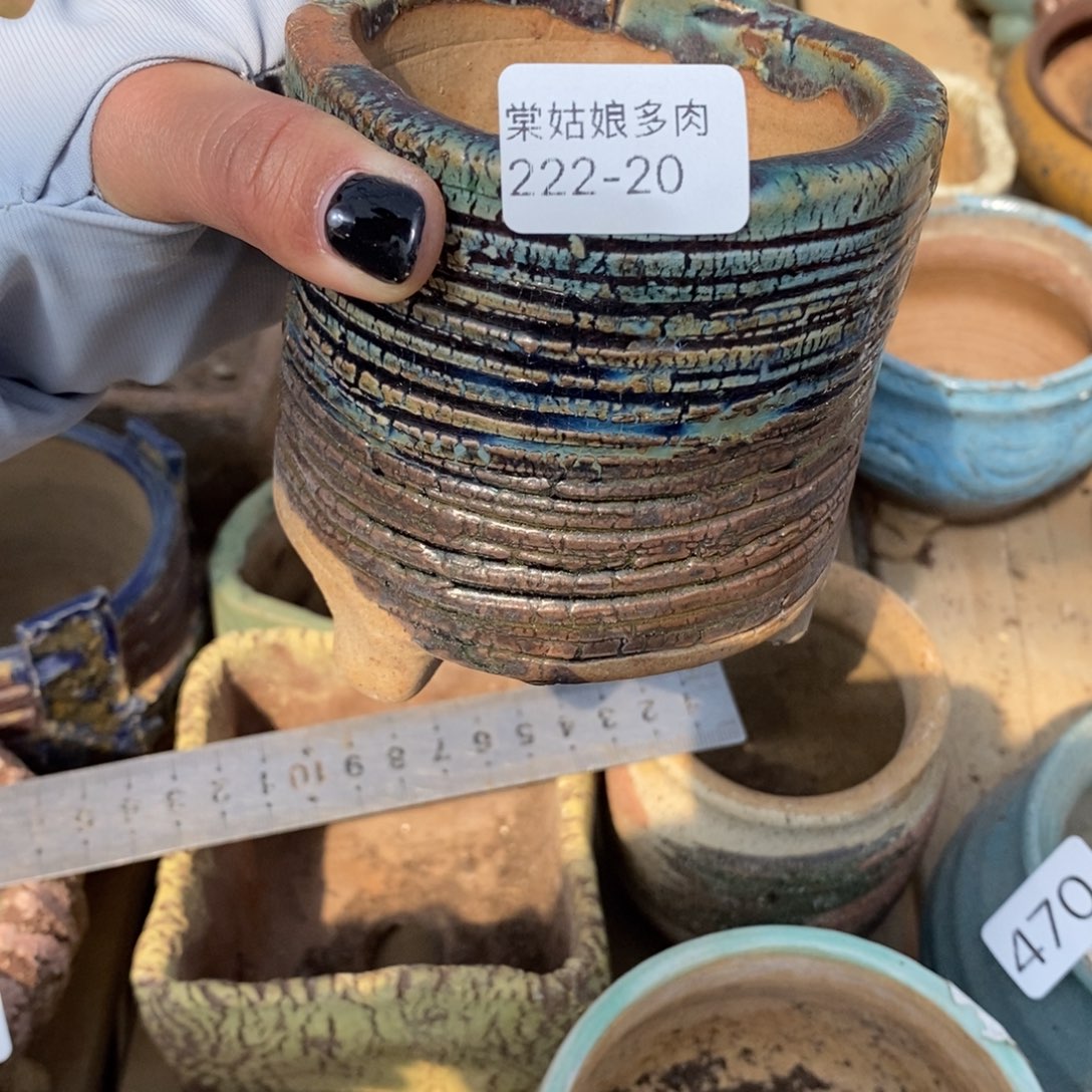 红陶屿20号花盆多肉的