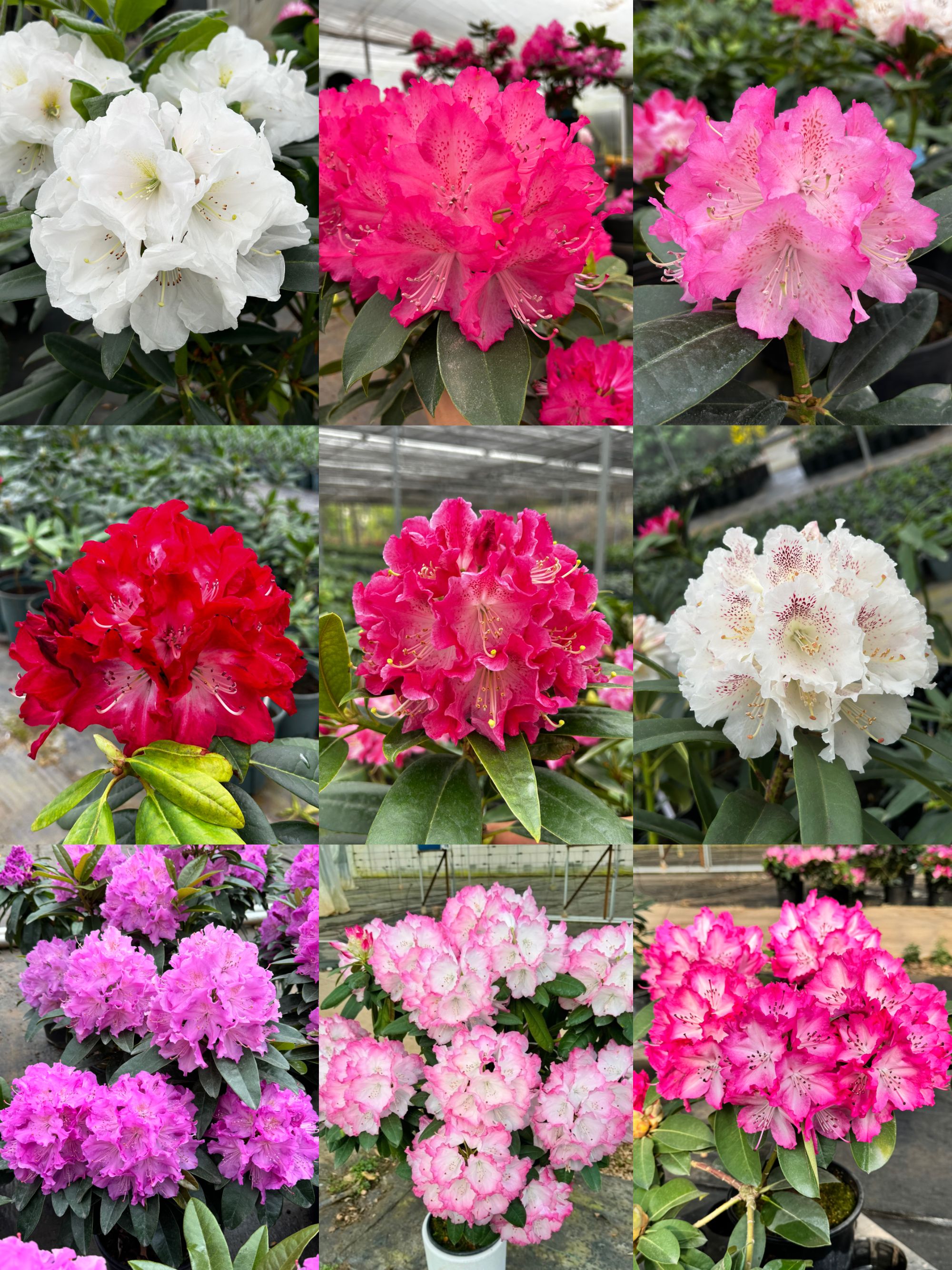 B.高山杜鹃<专属链接>一物一拍