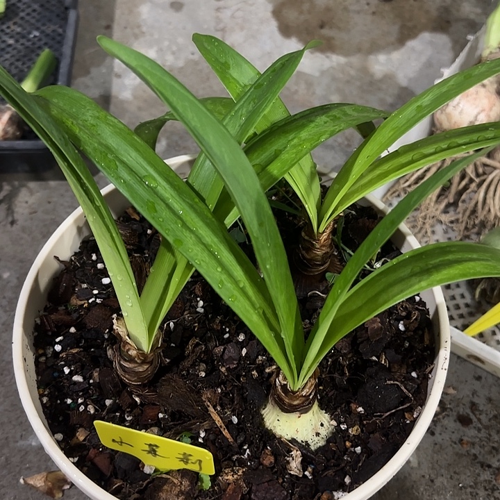 小茉莉5cm，裸球发货