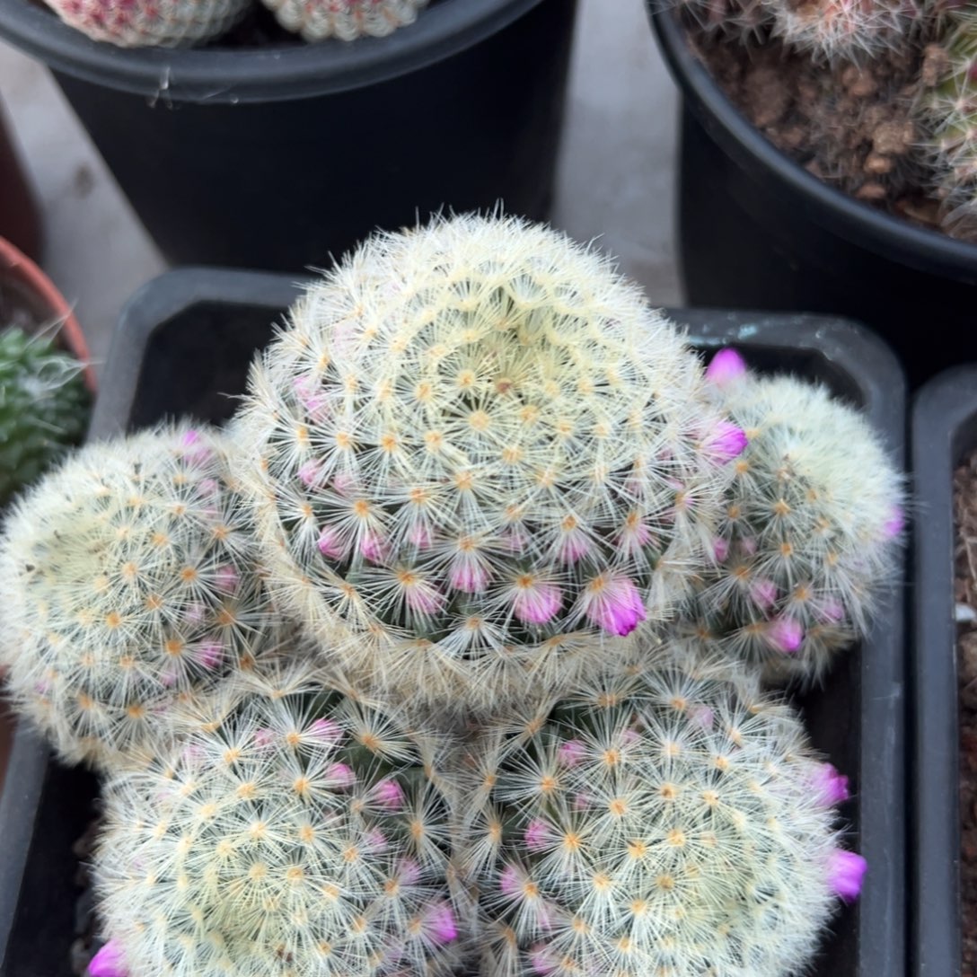 嘉文丸随机一颗。   