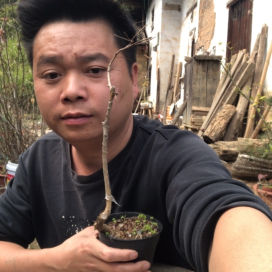 无花朵盆景盆栽（不退不换不包成活率）