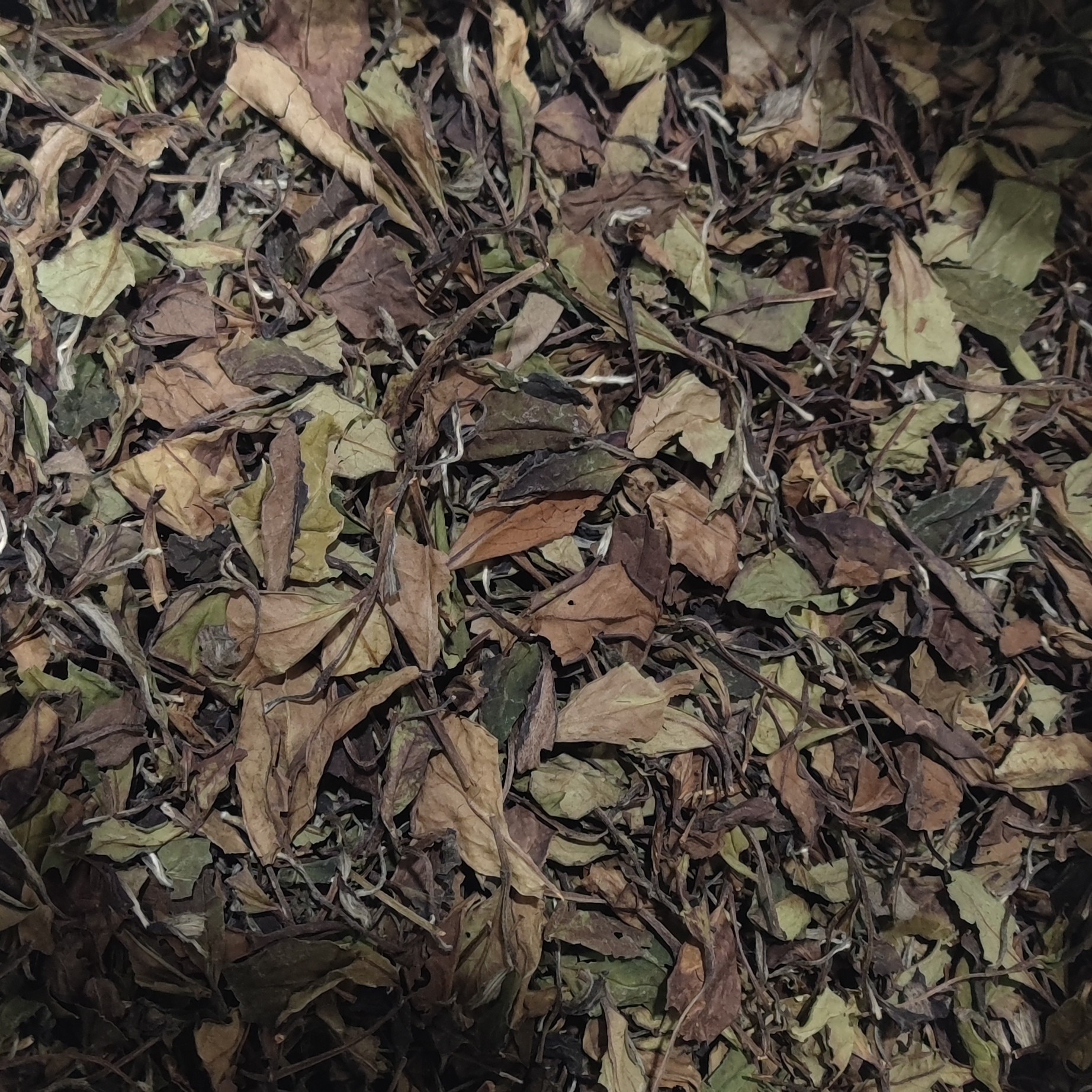 2021年 秋寿眉木质香枣香 高山白茶 